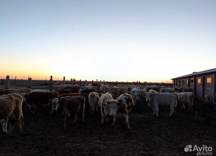 Коровы и телки