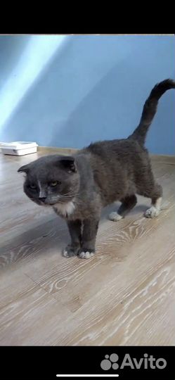 Шотландский кот хочет стать домашним