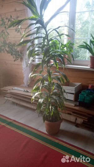 Комнатные цветы