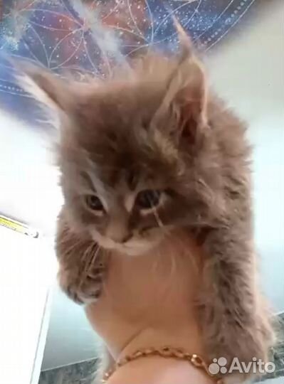 Мейн-кун мальчик