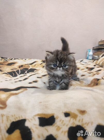 Персидские котята
