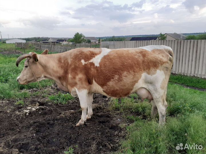 Продам корову