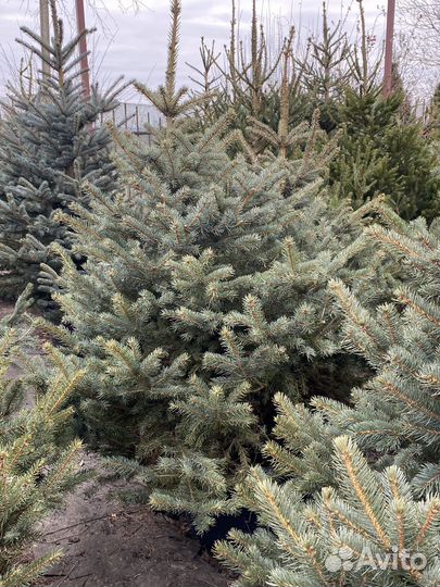 Ель голубая и зеленая