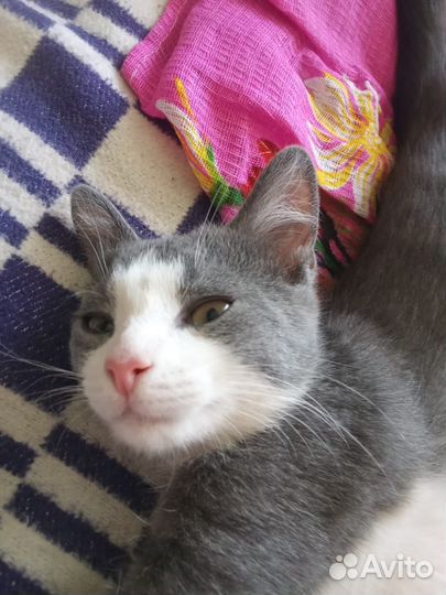 Котенок в добрые руки