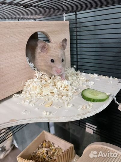 Домашняя передержка животных и птиц