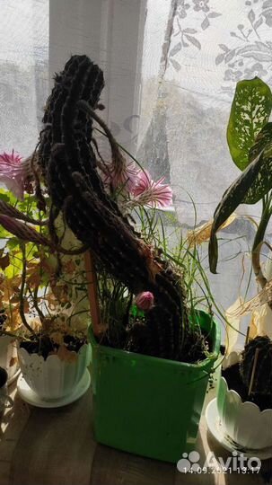 Кактус красивый цветущий даёт потомство