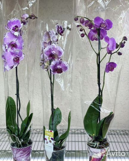 Орхидеи на 1 цветонос