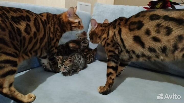 Бенгальские котята