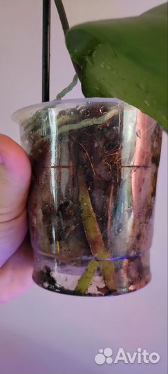 Орхидея фаленопсис