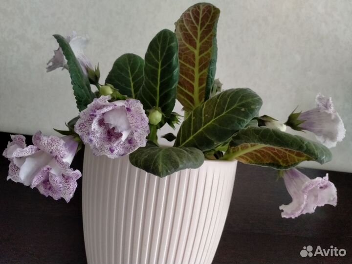 Глоксиния+доставка