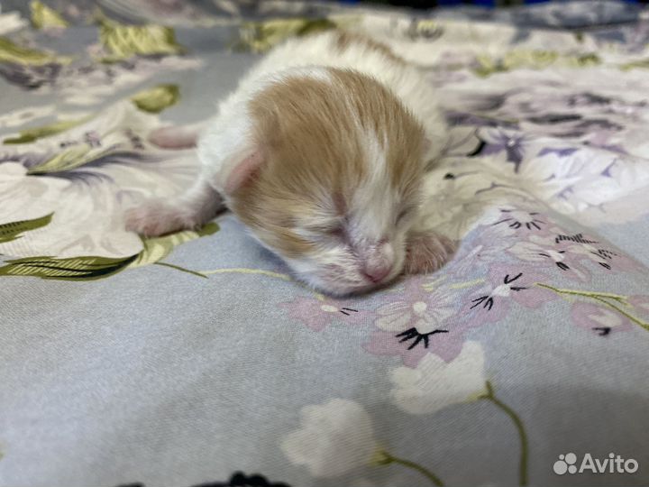 Кошки в добрые руки
