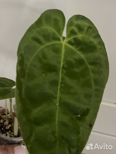 Антуриум papixzaraxpapi FS