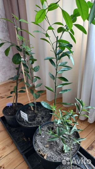 Комнатные растения