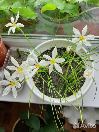 Зефирантес или 