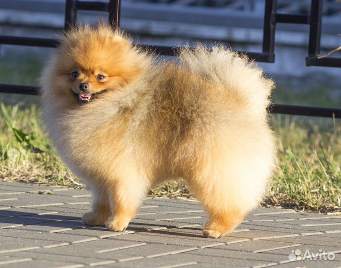 Померанский шпиц, мальчик