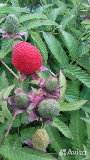 Тибетская малина саженцы