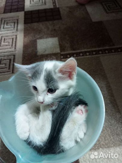 Котенок (2, 5 м)