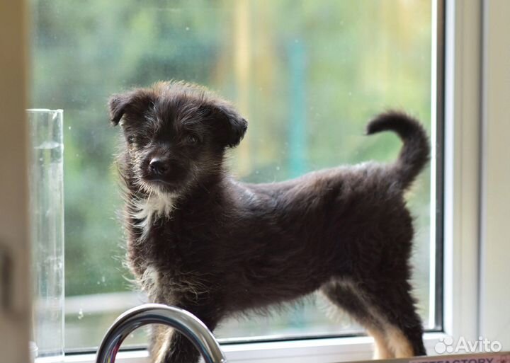 Чудесный малыш щенок в добрые руки