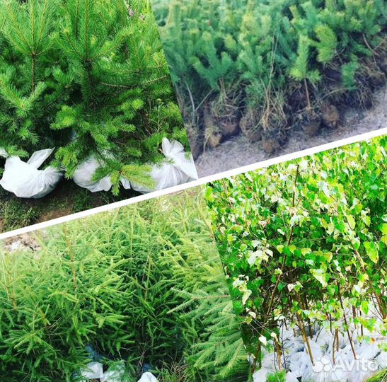 Саженцы березы, ели, сосны от 50 до 160 см
