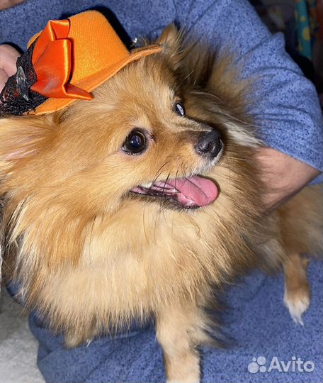 Померанский шпиц мини