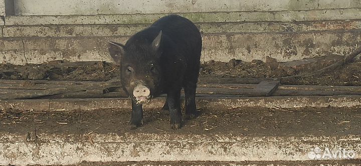 Козы и козлята, Ягнята, свиньи и поросята