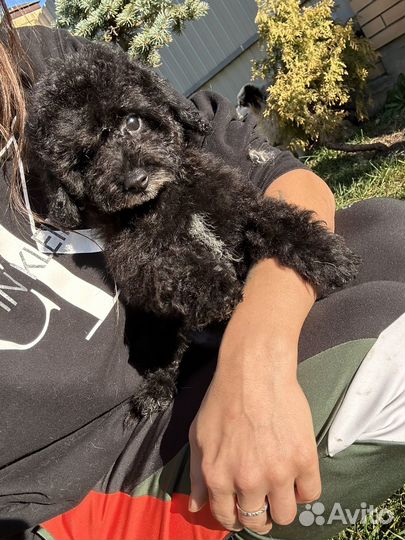 Мальтипу мини черный