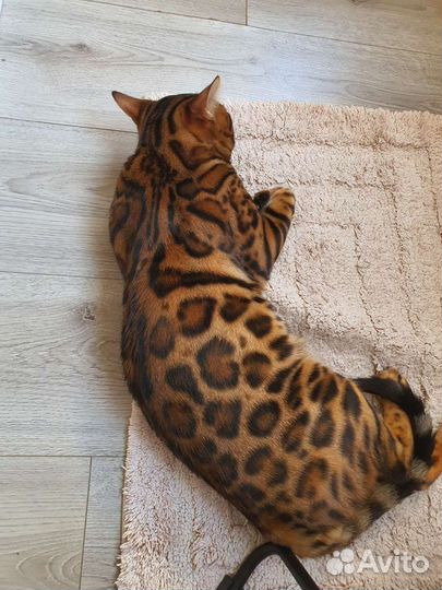 Кот бенгал 6 поколения для вязки