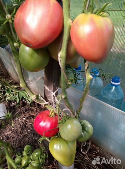 Семена минусинских томатов коллекция 23 сорта