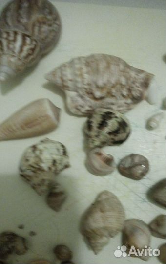 Ракушки, камушки, украшения для декора