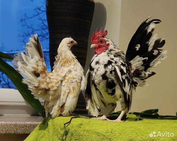 Аям серама малазийская