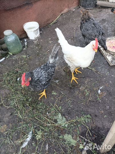 Молодые петушки