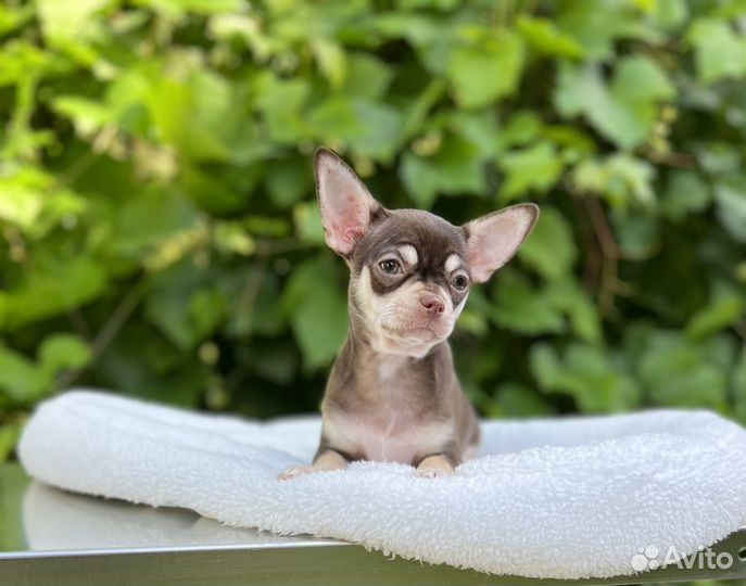 Щенки чихуахуа девочка шоколад с подпал