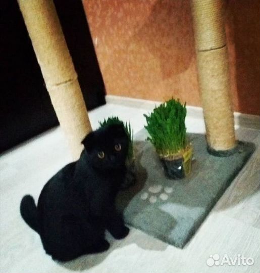 Шотландский кот на вязку