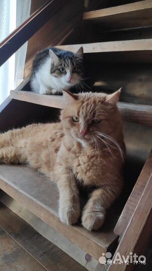 Рыжий барадач