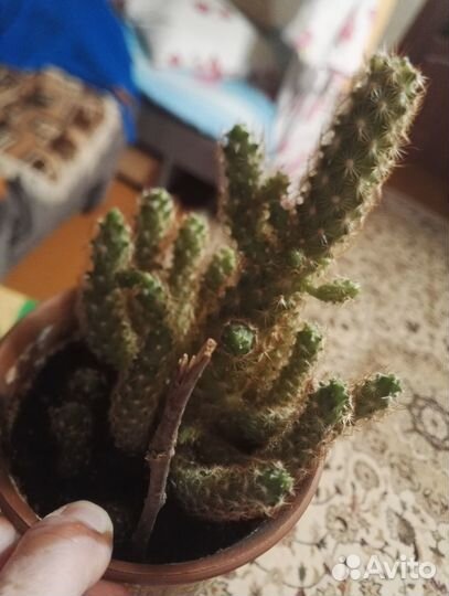 Пальма драцена кактус фикус