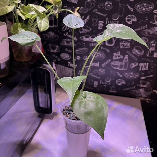 Алоказия кукулата + клубни