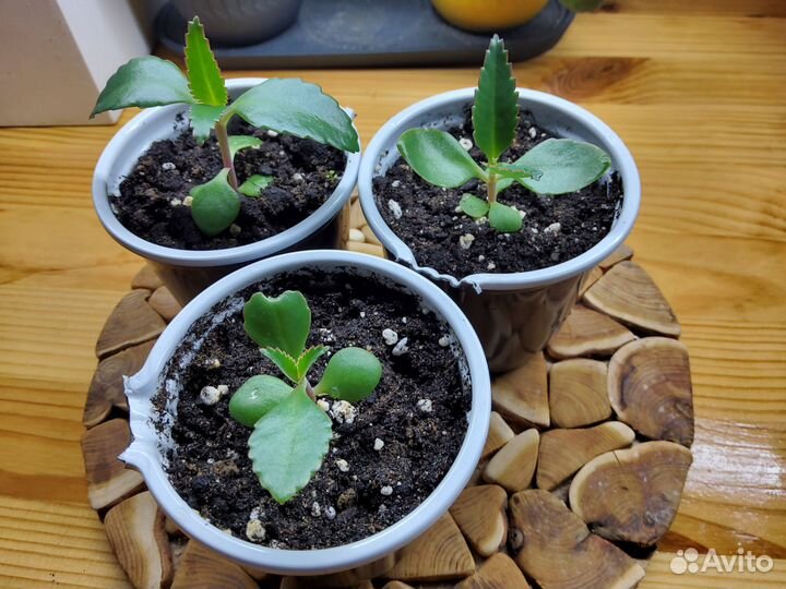 Лечебное каланхоэ дегримона, чихалочка