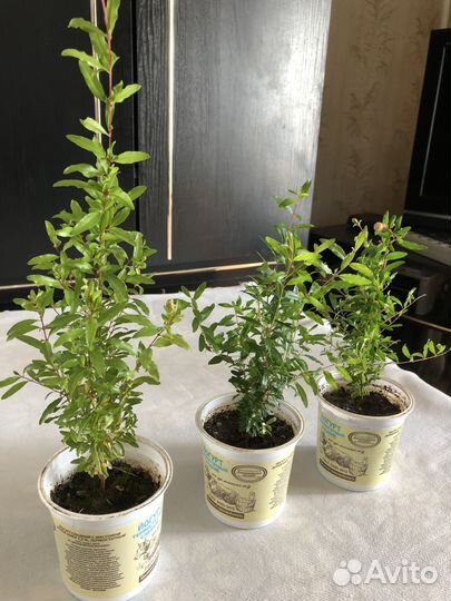 Растения кофе