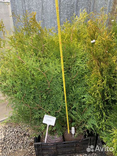 Туя смарагд брабант