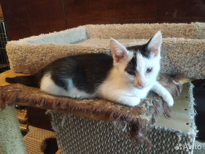 Котик Никки (мальчик)