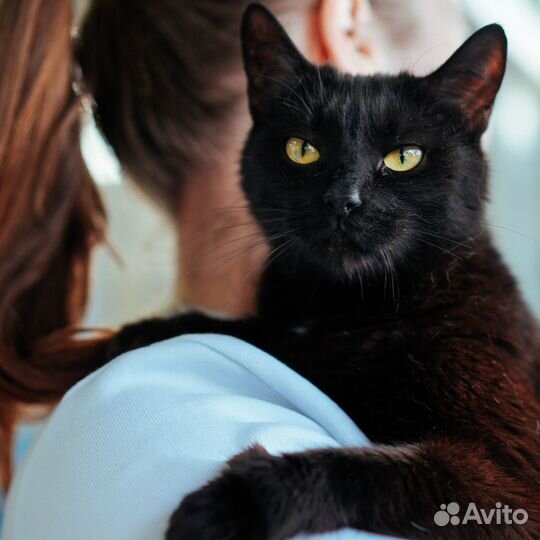 Кошка Алла в добрые руки