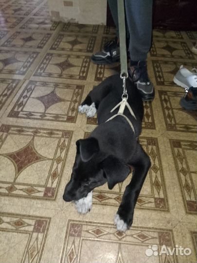 Отдам бесплатно