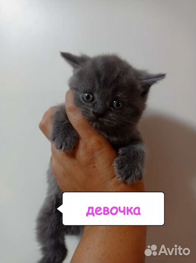 Шотландские котята