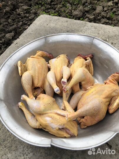 Куры редбро