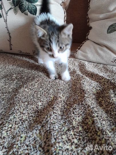 Котик в добрые руки