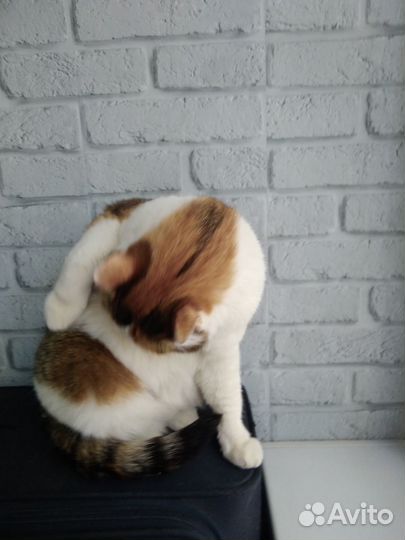 Трехшерстная кошка Тася