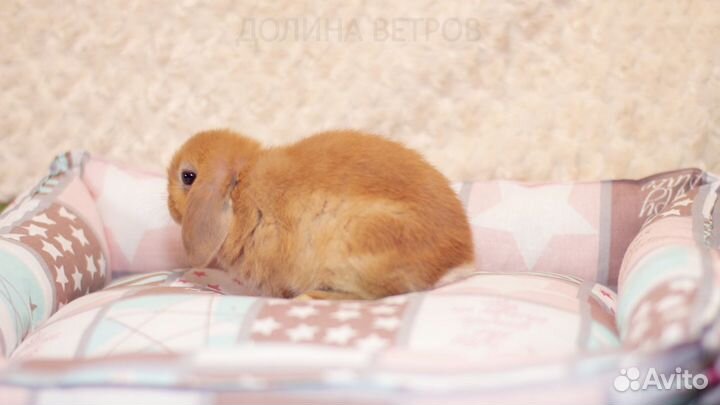 Желтый минилоп мальчик