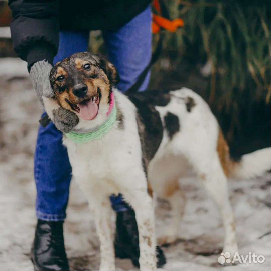 Собака в дар