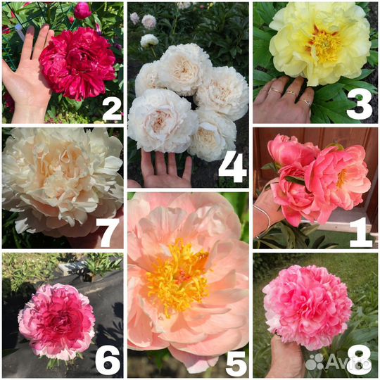 Пионы саженцы корни