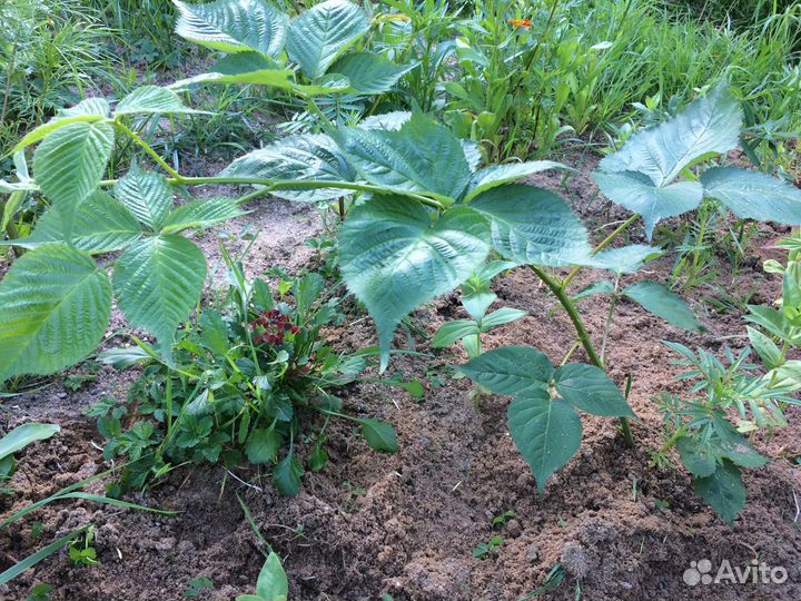 Ежевика ягода и саженцы